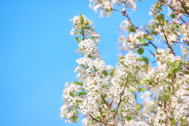 flowers blue sky